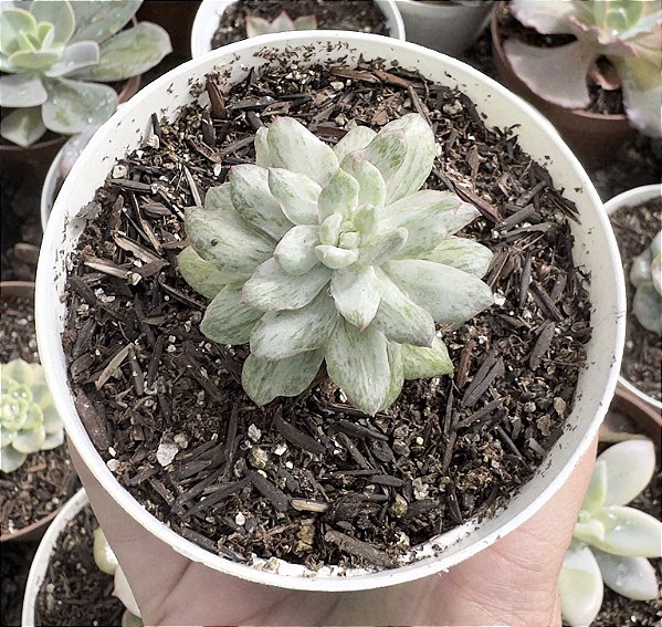 E. NEW STATE VAR. POTE 9