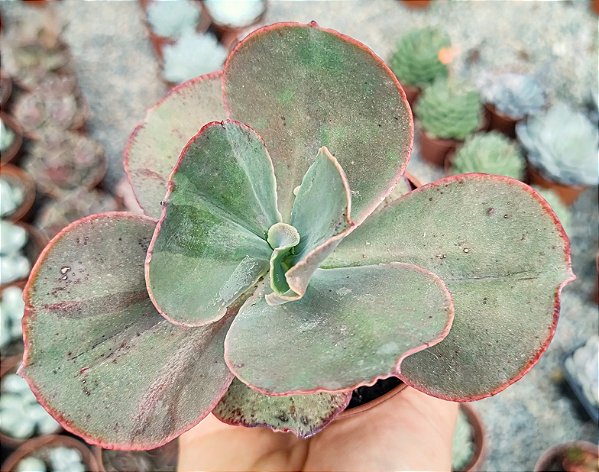 E. MAGMA  POTE 9