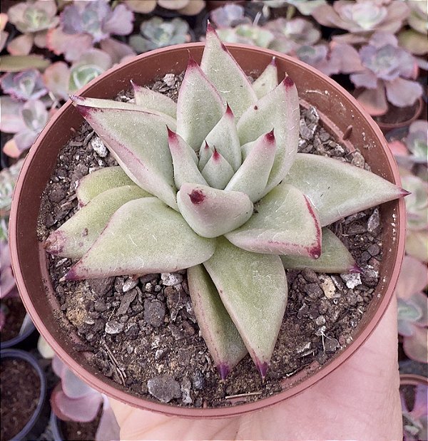 E. EBONY POTE 9