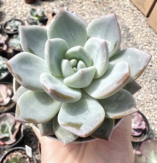 E. AFFINIS CHAMPAGNE POTE 9
