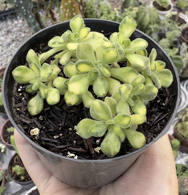 A. LINDLEYI VAR. POTE 9