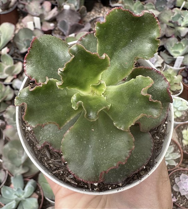 E. GIBB. AMPI POTE 9