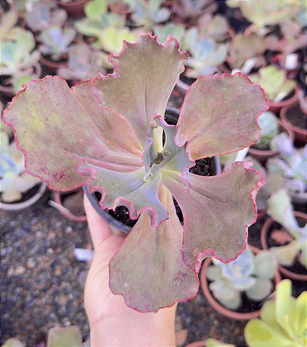 E. GIBB. GLADIS VERRUGAS POTE 11