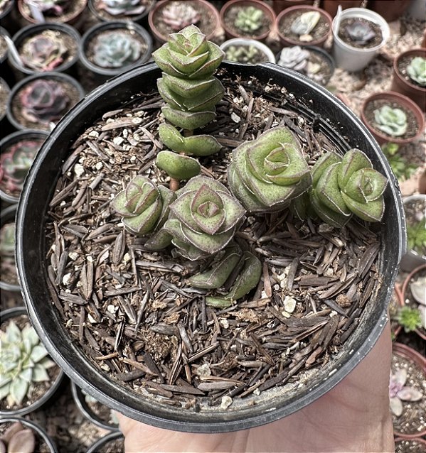 C. IMPORTADA POTE 9