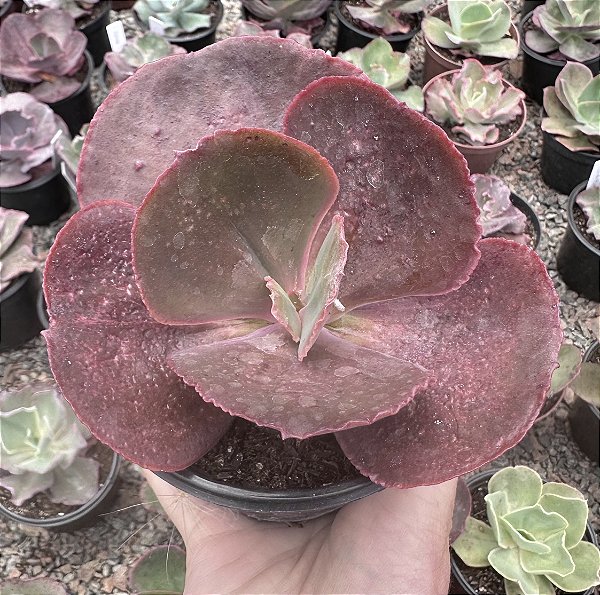 E. GIBB. JAPAO POTE 11