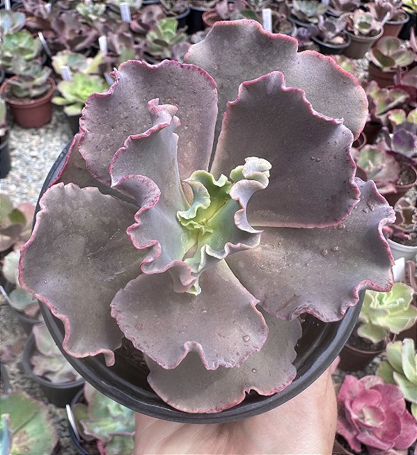 E. GIBB. LUCY V POTE 11