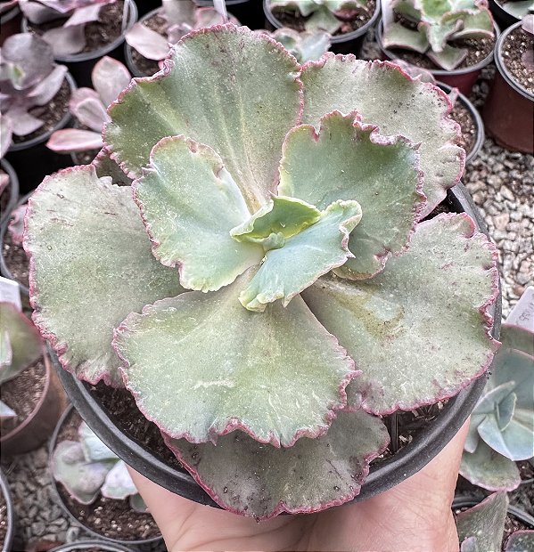 E. GIBB. NIGHT FIRE POTE 11 SEM RAIZ