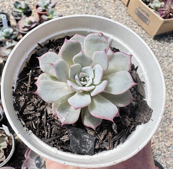 E. LAULENSIS POTE 9