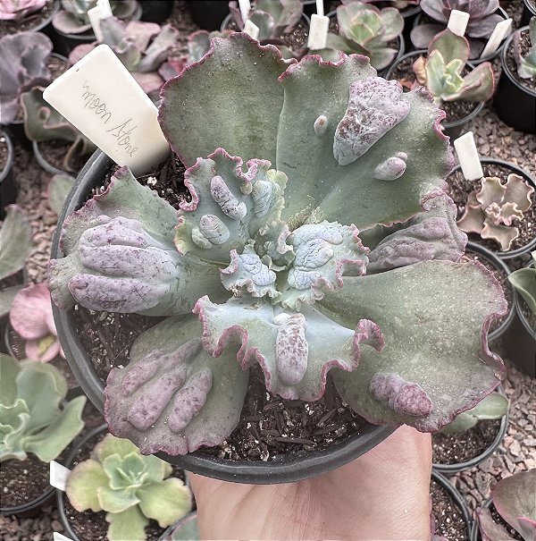 E. GIBB. MOON STONES POTE 11