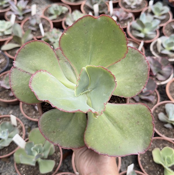 E. GIBB. MIDORI POTE 15