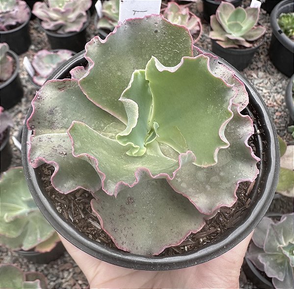 E. GIBB. LOMBARDO POTE 11