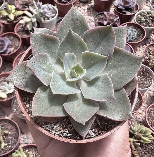 E. LAVENDER GIRL POTE 9