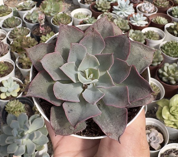 E. LAVENDER GIRL POTE 9