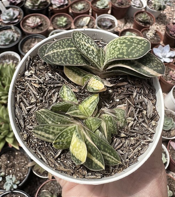 GASTERIA VAR. POTE 9