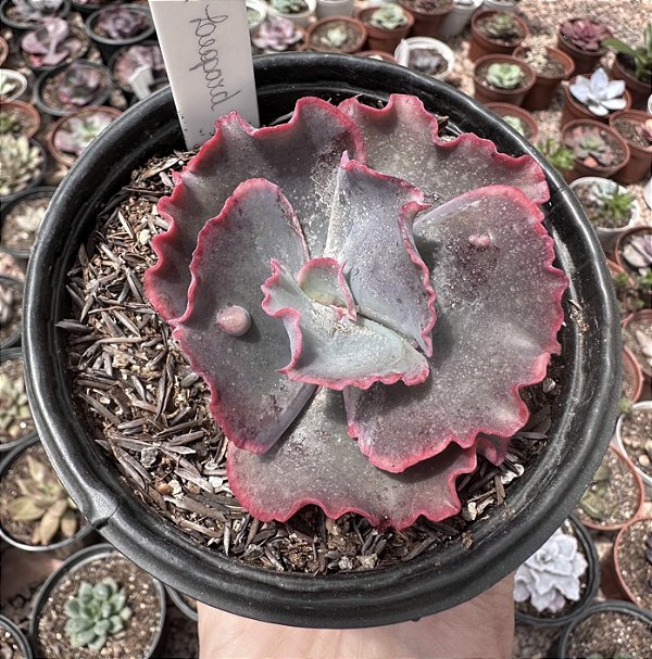 E. LEOPARD DRAGON POTE 11