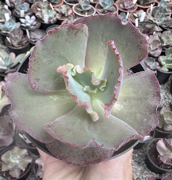 E. GIBB. 12 DE MARTA POTE 11