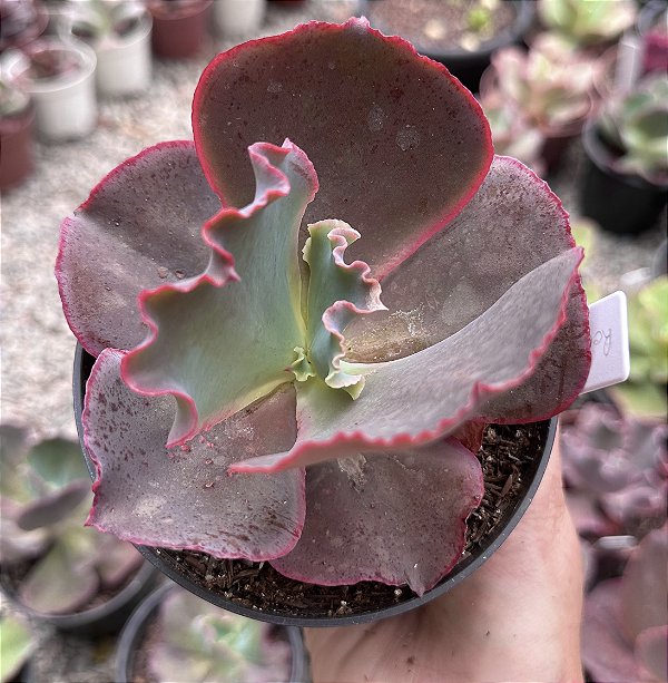 E. GIBB. RED TRUMP POTE 11