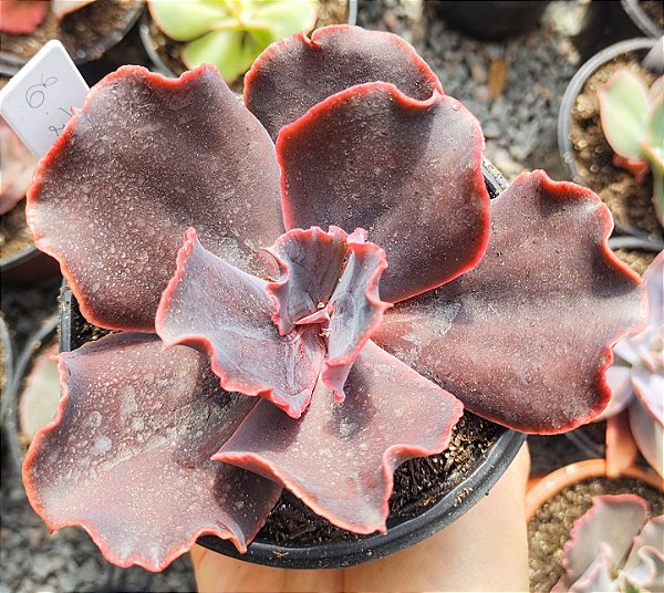E. GIBB. ZAFIRO POUCA RAIZ POTE 11