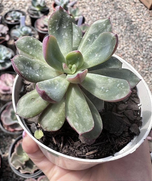 E. ALATA POTE 9