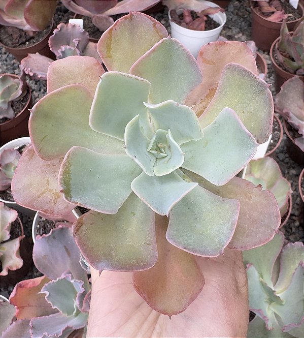 E. GIBB. TOPPER POTE 9