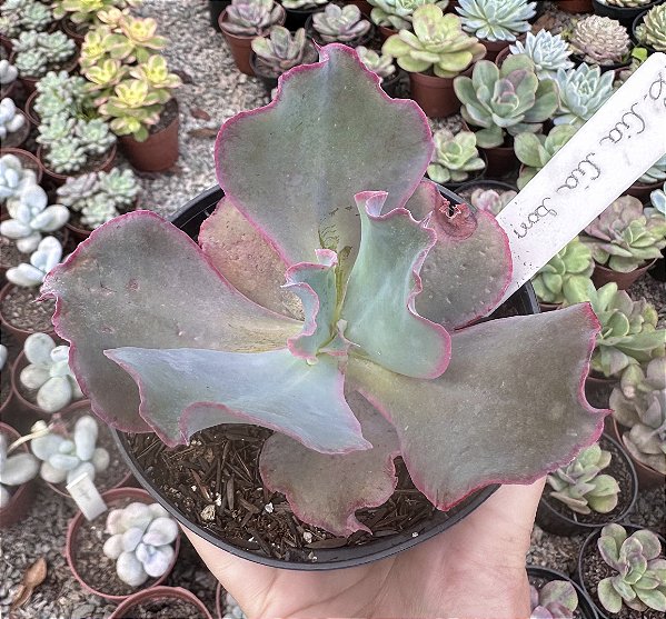 E. GIBB. CIA CIA SAN POTE 11