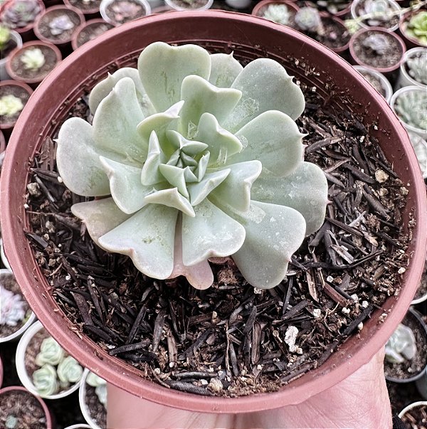 E. PINWHEEL  POTE 9