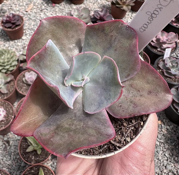 E. GIBB. DRAGONAS POTE 9
