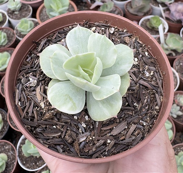 E. MOMOCA VAR. POTE 9