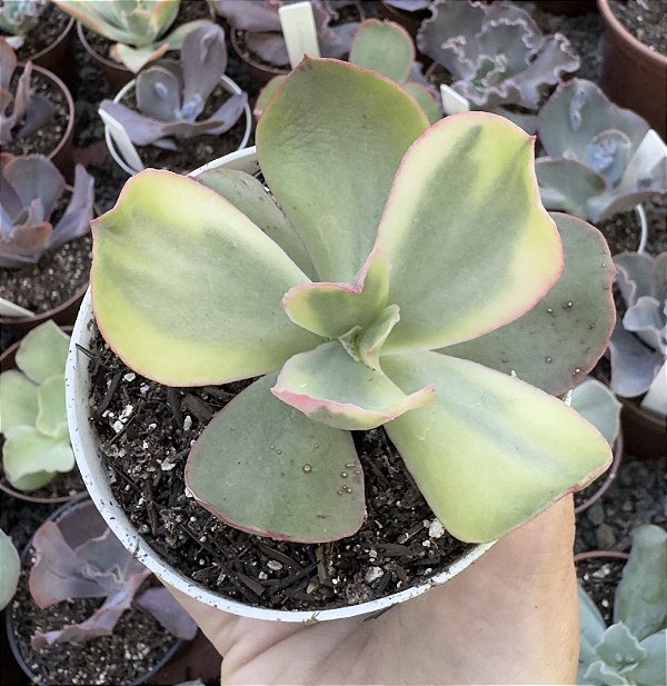 E. ROSE ROCK VAR. POTE 9