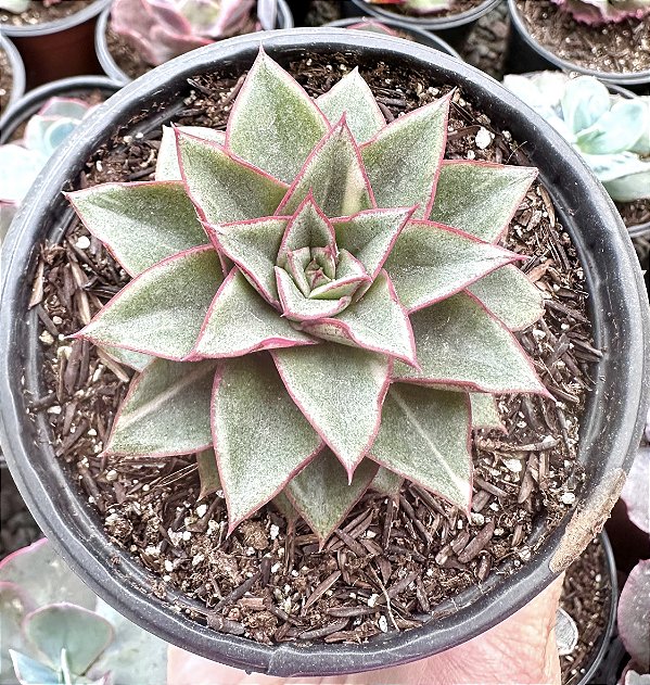 E. MONOCEROTIS VAR. POTE 11 pouca variegação