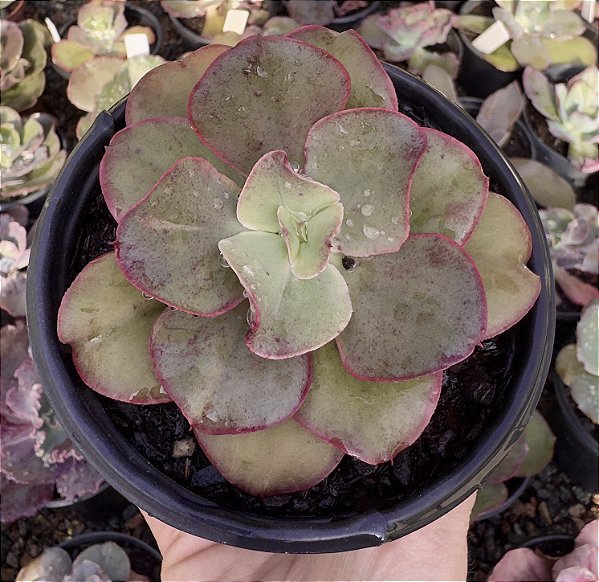 E. GIBB. KISSING POTE 9
