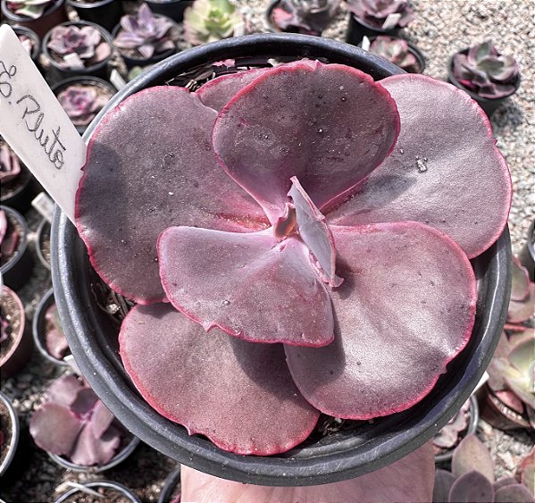 E. GIBB. PLUTO IMPORTADA POTE 11