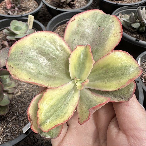 E. TORNADO VAR. SEM RAIZ