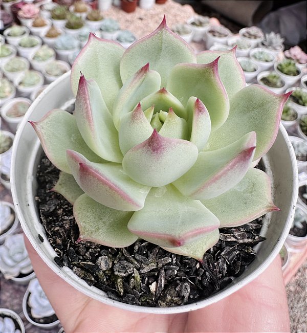 E. TIMBERKISS POTE 9