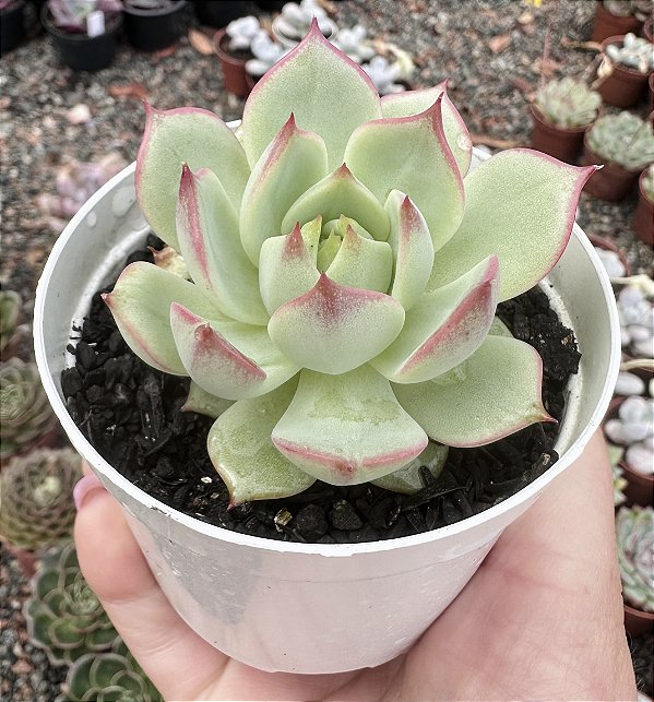 E. TIMBERKISS POTE 9