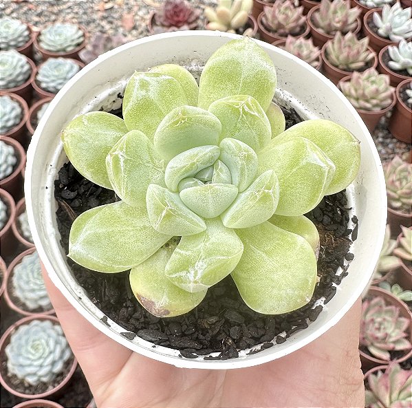 E. DIAMOND JENY POTE 9