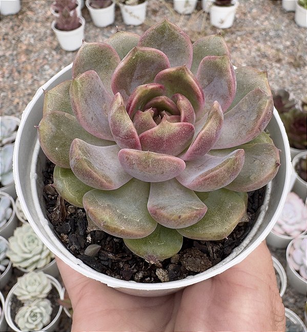 E. BLUE BERRY POTE 9