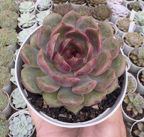 E. BLUE BERRY POTE 9