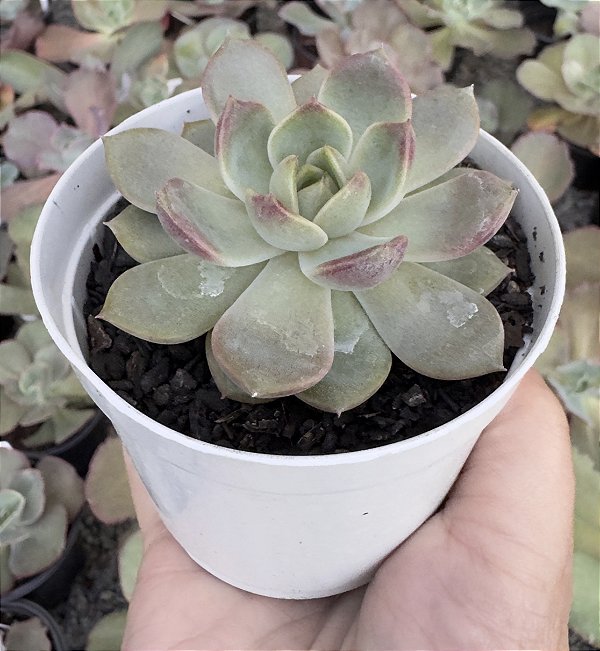 E. BLUE BERRY POTE 9