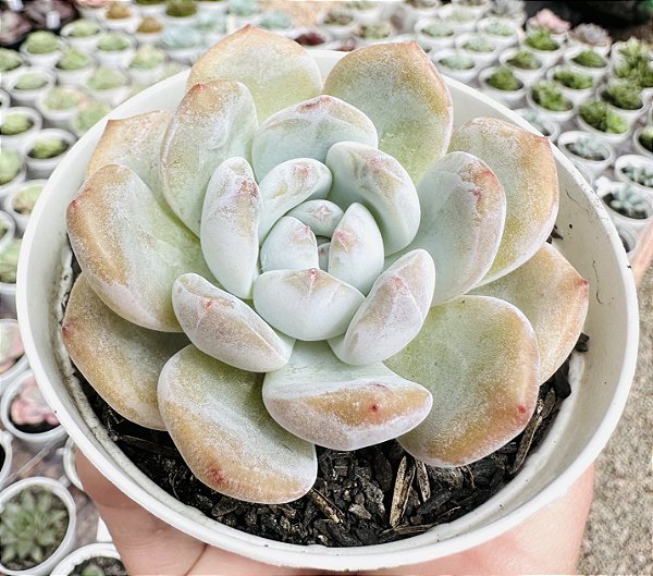 E. SNOW ANGEL WITH SUGAR HEART POTE 9
