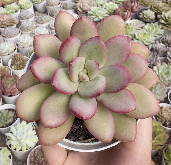 E. APPLE CANDY POTE 9