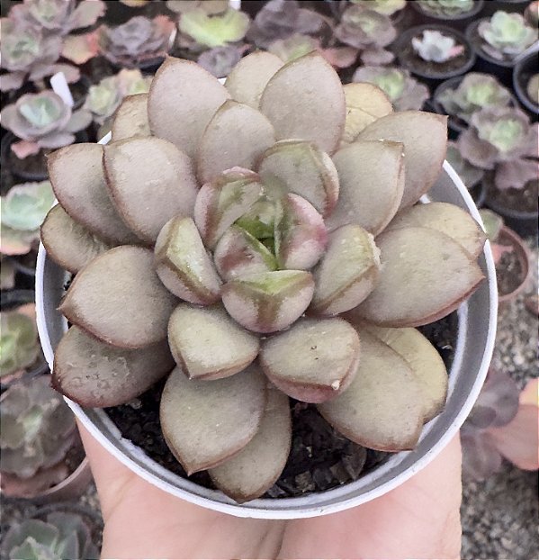 GRAP. AMETHORUM GRAPE (CHINA) POTE 9