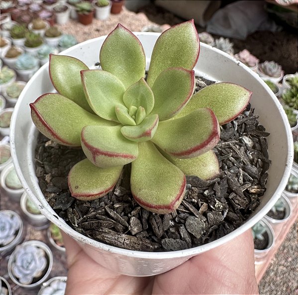 E. SERAPHINE POTE 9