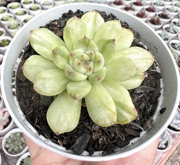 E. ICE ANGEL VAR. POTE 9