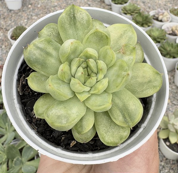 E. ICE ANGEL VAR. POTE 9