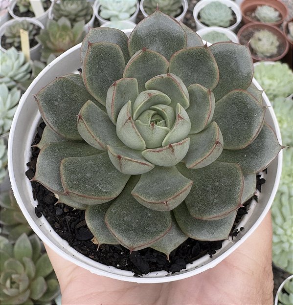 E. SPIRIT BLOSSOM POTE 9