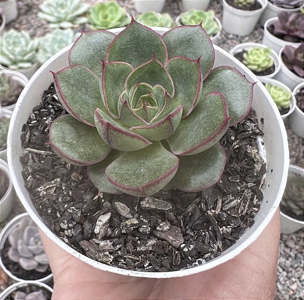 E. SPIRIT BLOSSOM POTE 9