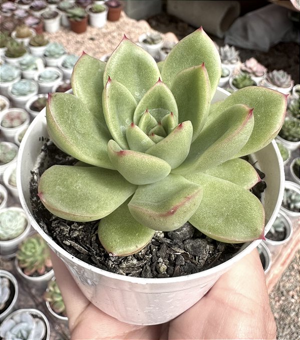 E. WILD SPEAR POTE 9