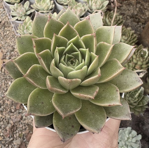 E. OCTOPUS POTE 9