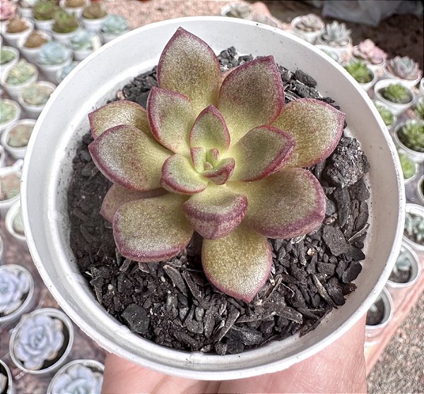E. HB. MORANI X SUBCORYMBOSA (1) POTE 9